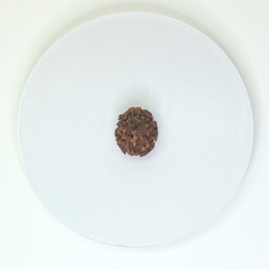Certified 2 Mukhi Nepali Rudraksha