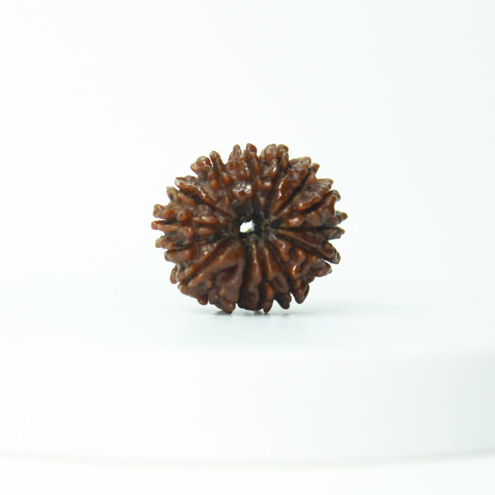 Certified 14 Mukhi Rudraksha