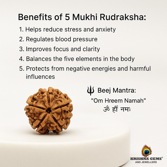 Certified 5 Mukhi Rudraksha