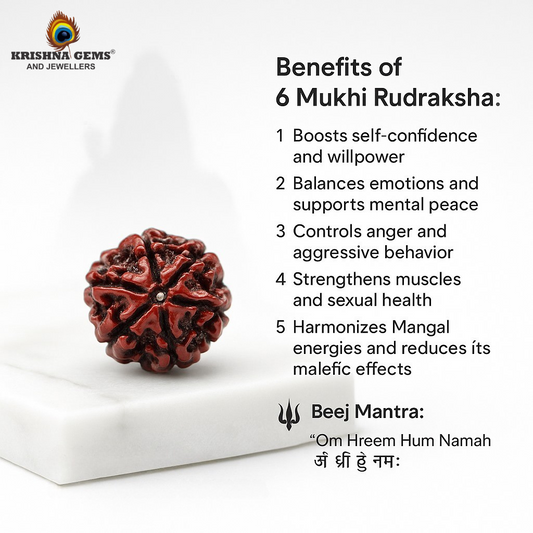 Certified 6 Mukhi Rudraksha