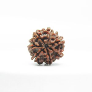 7 Mukhi Rudraksh Top View