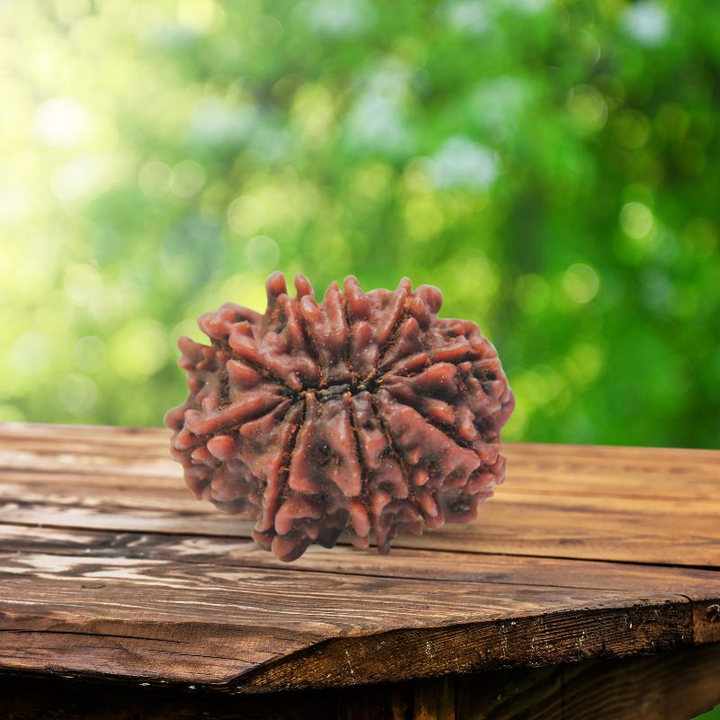 10 Mukhi Rudraksha Certified