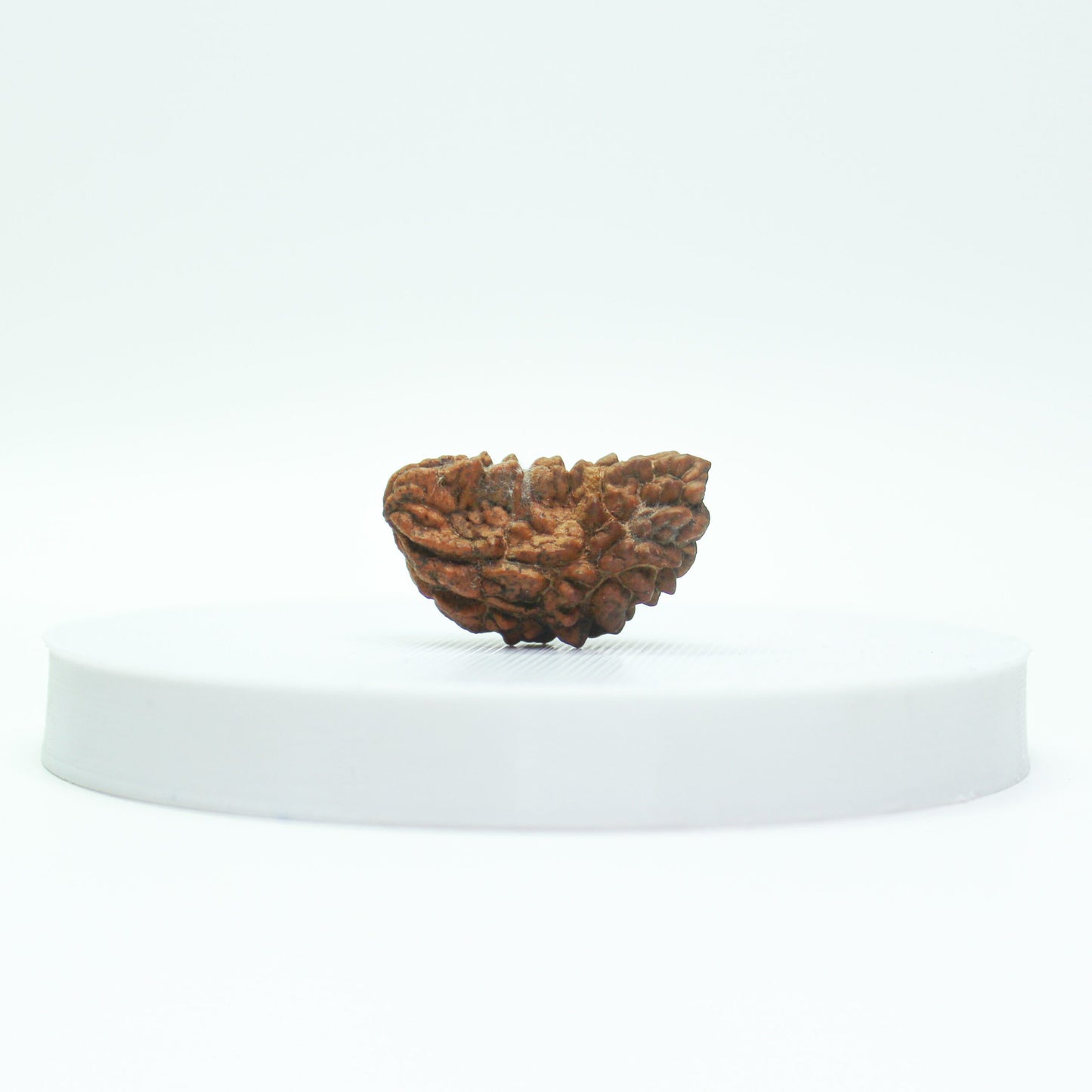 Shop Natural 1 Mukhi Rudraksha Online – Krishna Gems And Jewellers