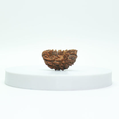 Shop Natural 1 Mukhi Rudraksha Online – Krishna Gems And Jewellers