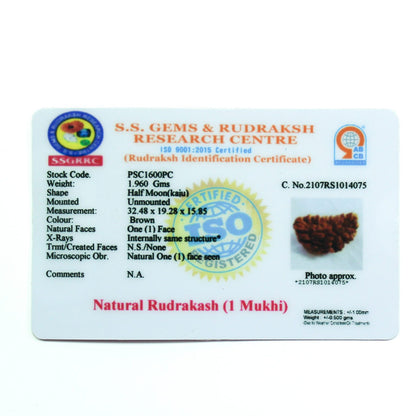 Shop Natural 1 Mukhi Rudraksha Online – Krishna Gems And Jewellers