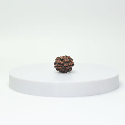 Certified 2 Mukhi Nepali Rudraksha