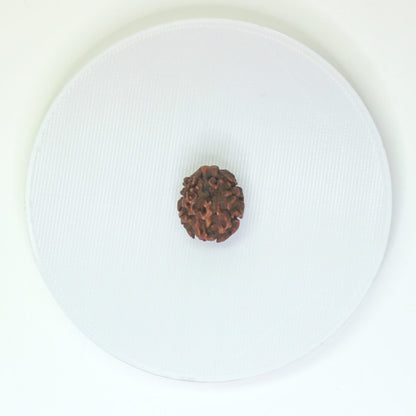 Certified 2 Mukhi Nepali Rudraksha