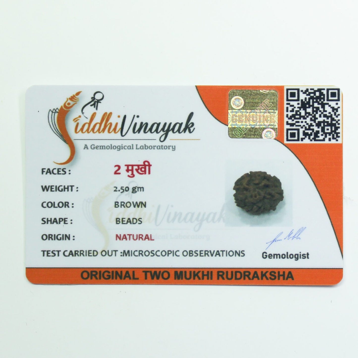 Certified 2 Mukhi Nepali Rudraksha