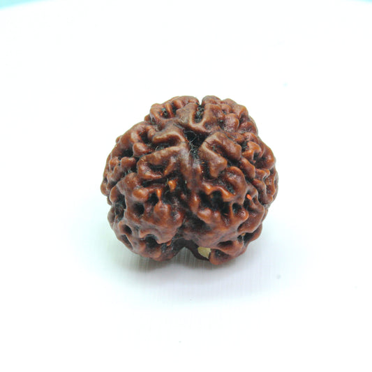 Certified 3 Mukhi Rudraksha