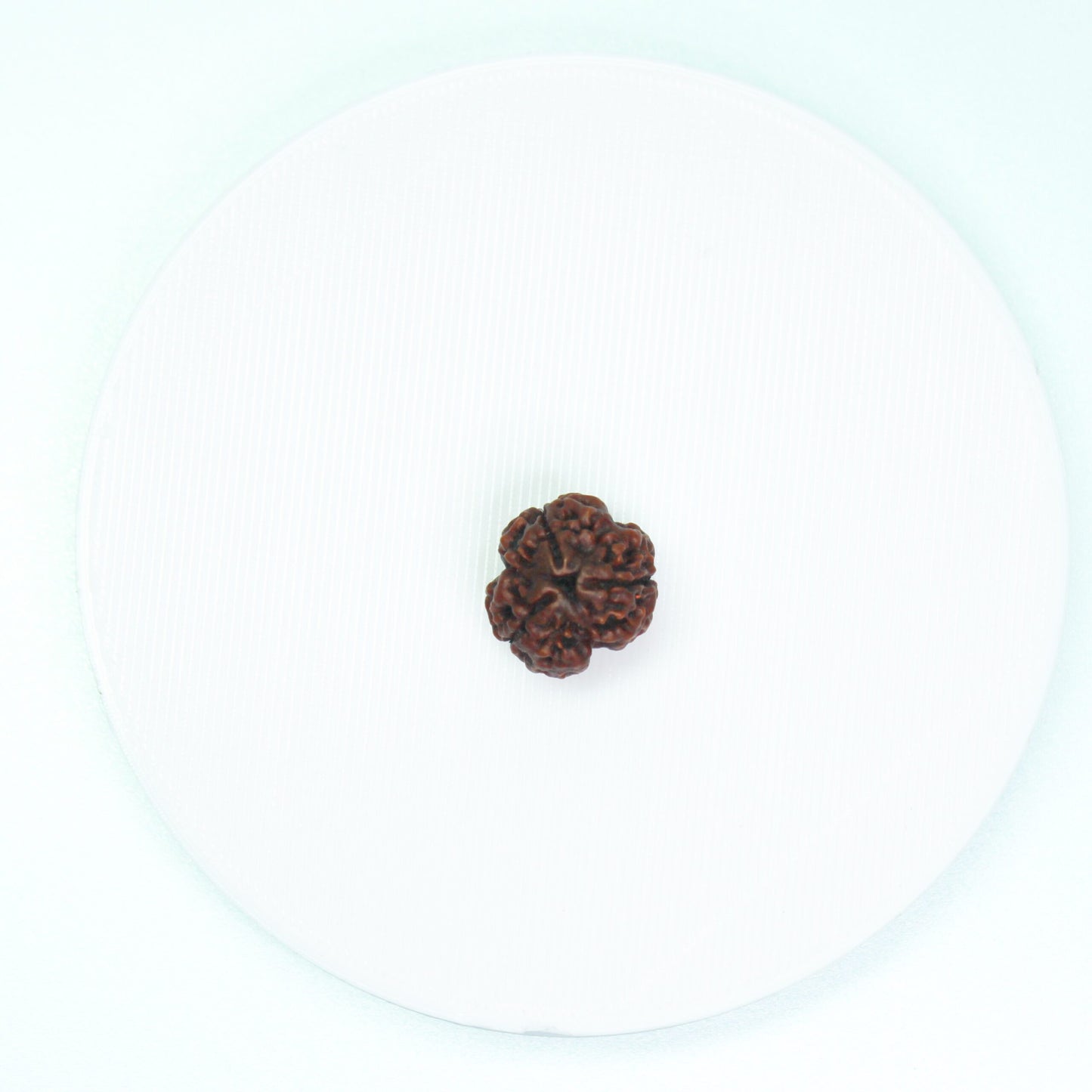 Certified 3 Mukhi Rudraksha