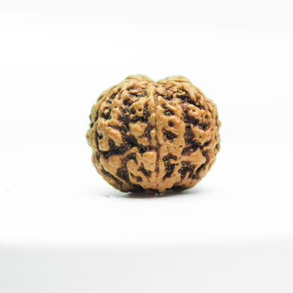 Certified 5 Mukhi Rudraksha