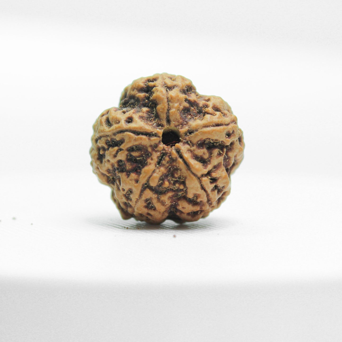 Certified 5 Mukhi Rudraksha