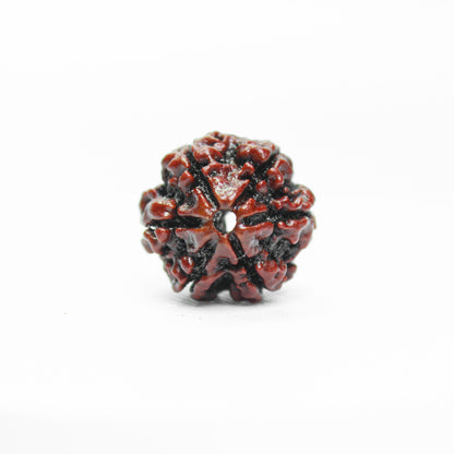 Certified 6 Mukhi Rudraksha