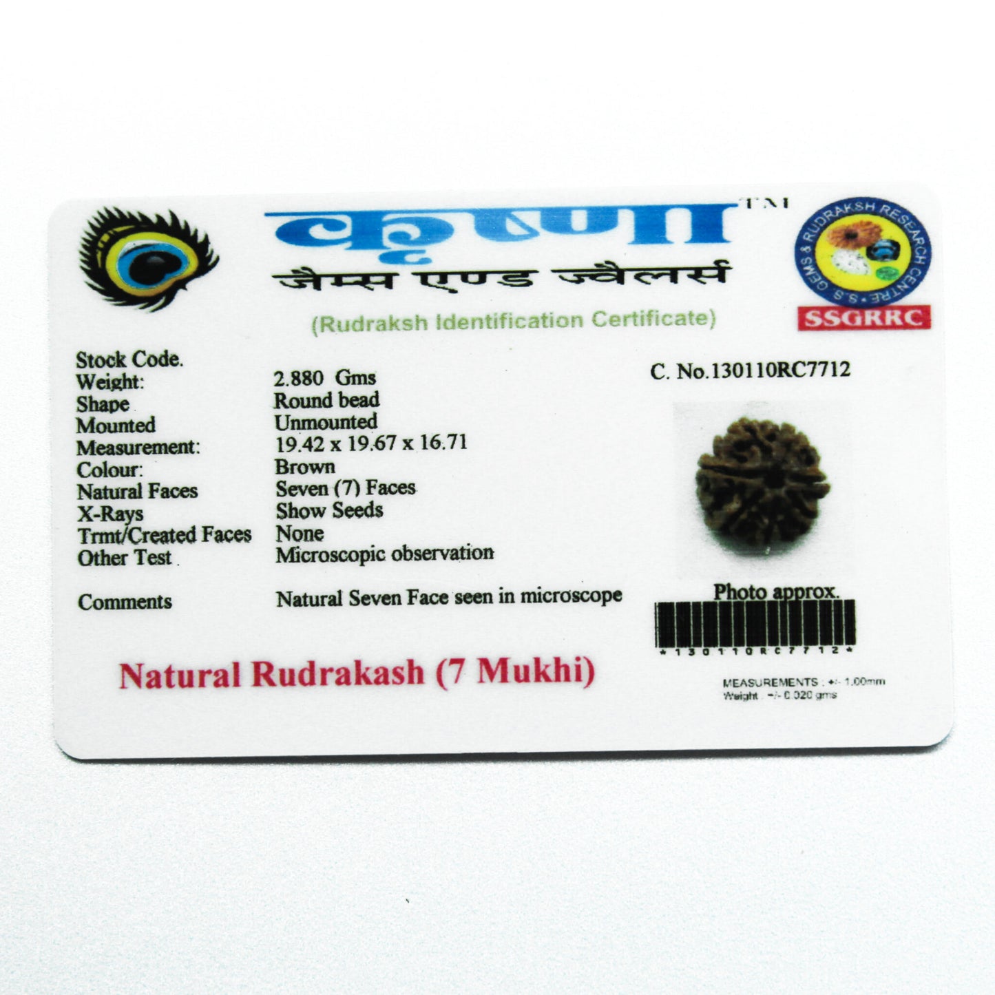 7 Mukhi Rudraksha - Nepal