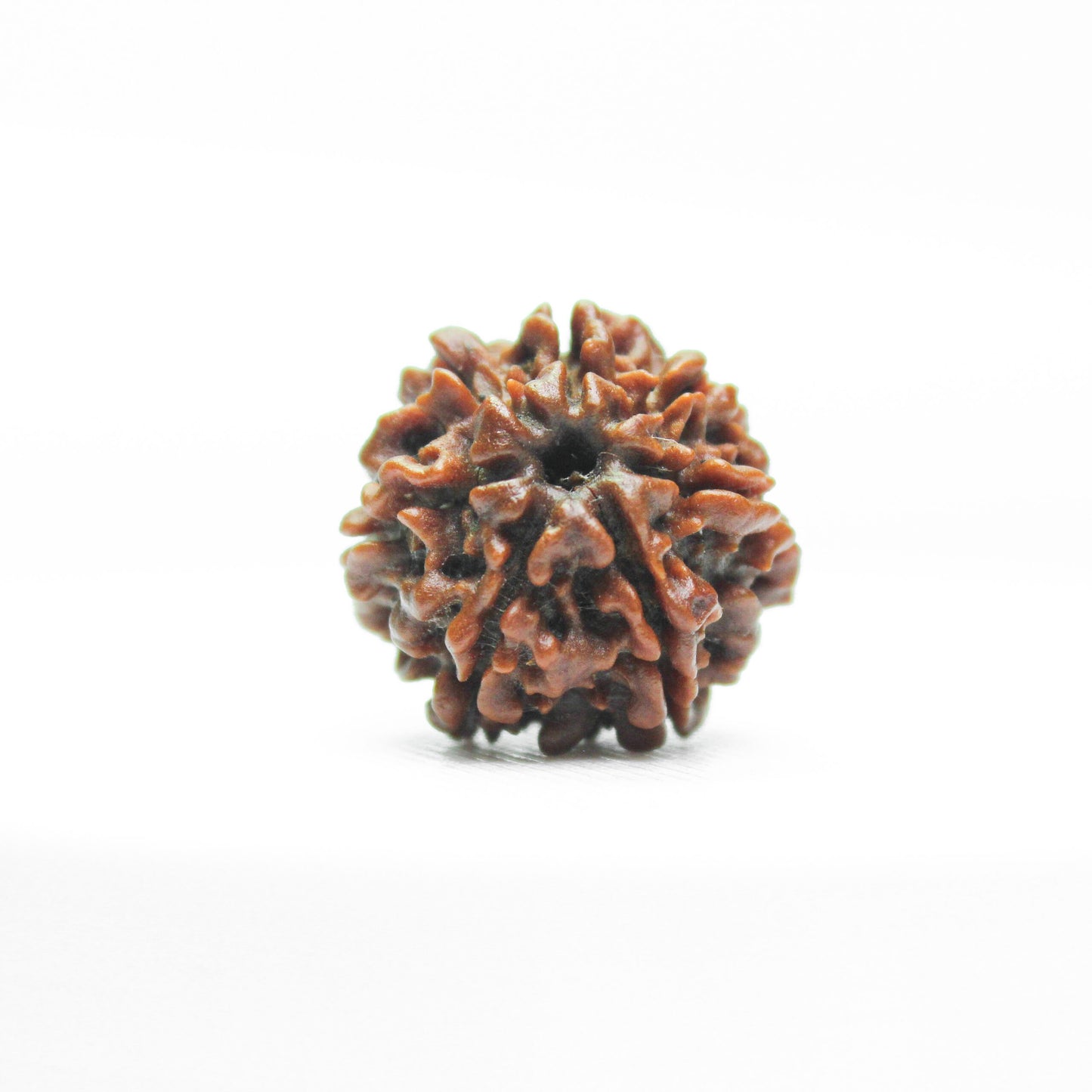 Certified 6 Mukhi Rudraksha