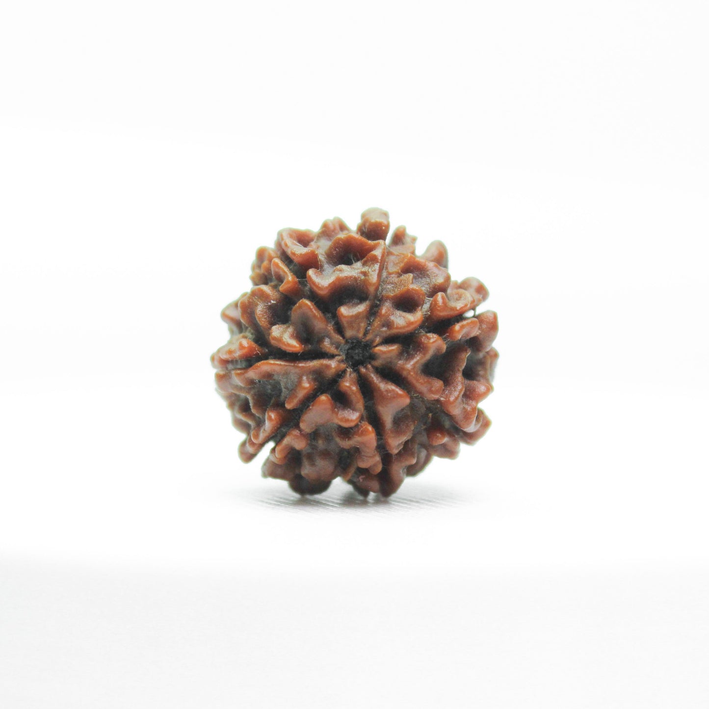 7 Mukhi Rudraksha - Nepal