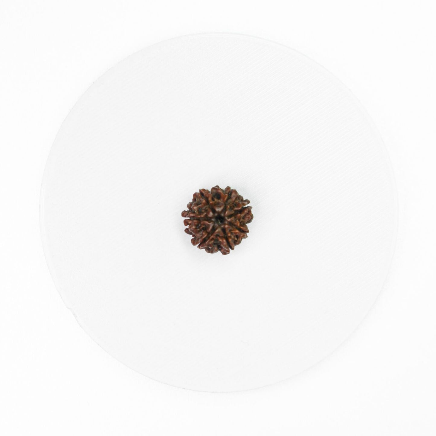 7 Mukhi Rudraksha - Nepal