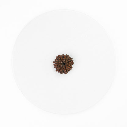 7 Mukhi Rudraksha - Nepal