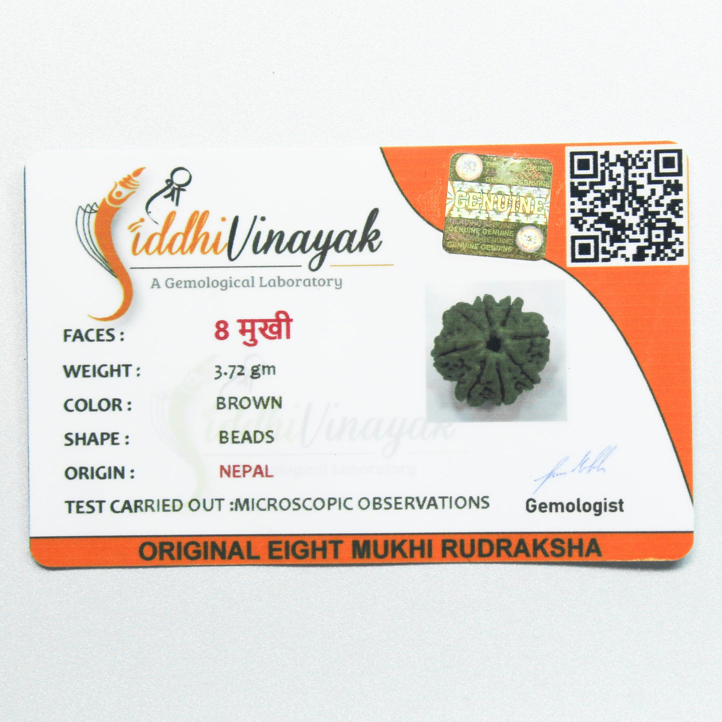 Certified 8 Mukhi Rudraksha