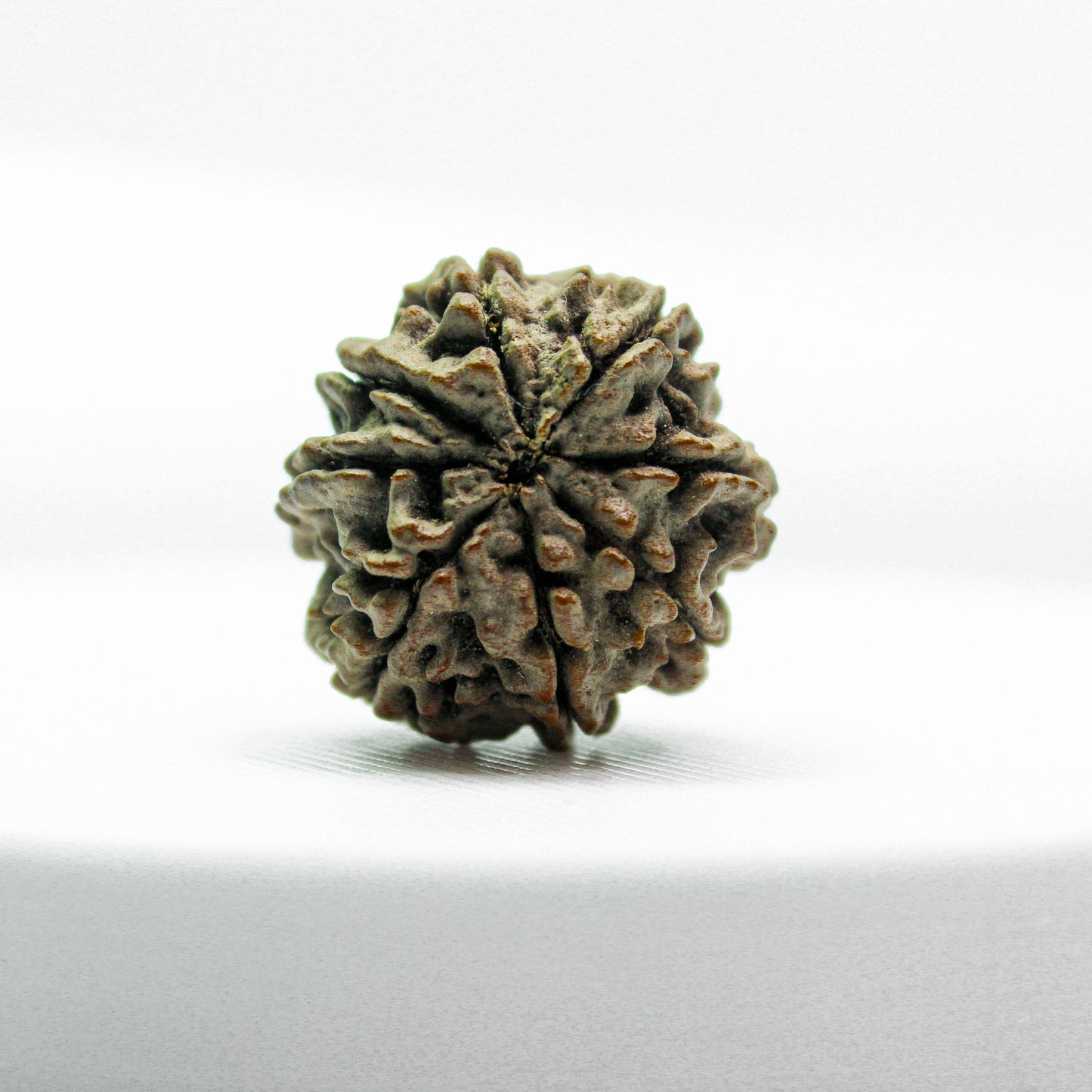 Certified 8 Mukhi Rudraksha