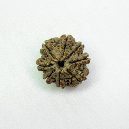 Certified 8 Mukhi Rudraksha