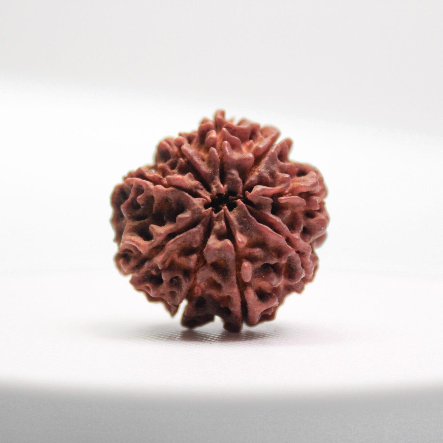 Certified 9 Mukhi Rudraksha