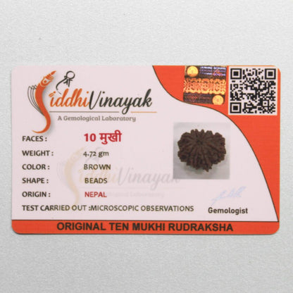 10 Mukhi Rudraksha Certified