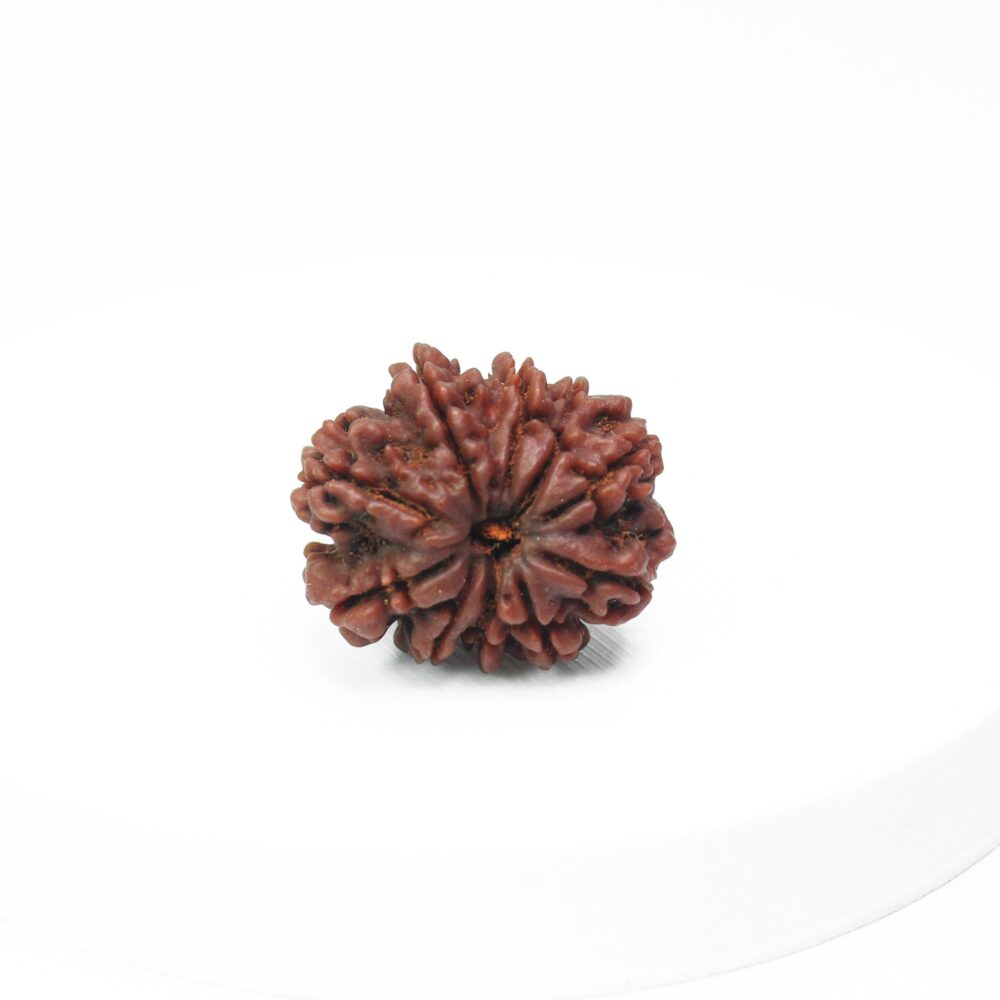 10 Mukhi Rudraksha Certified