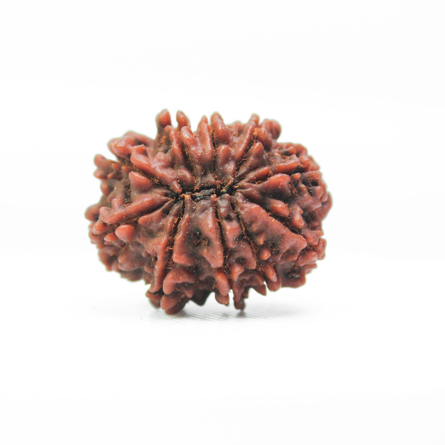 10 Mukhi Rudraksha Certified