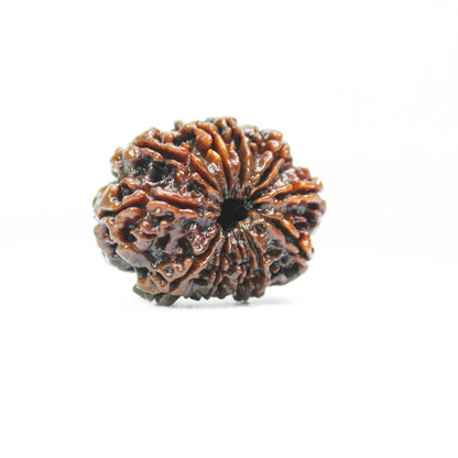 11 Mukhi Rudraksha Certified