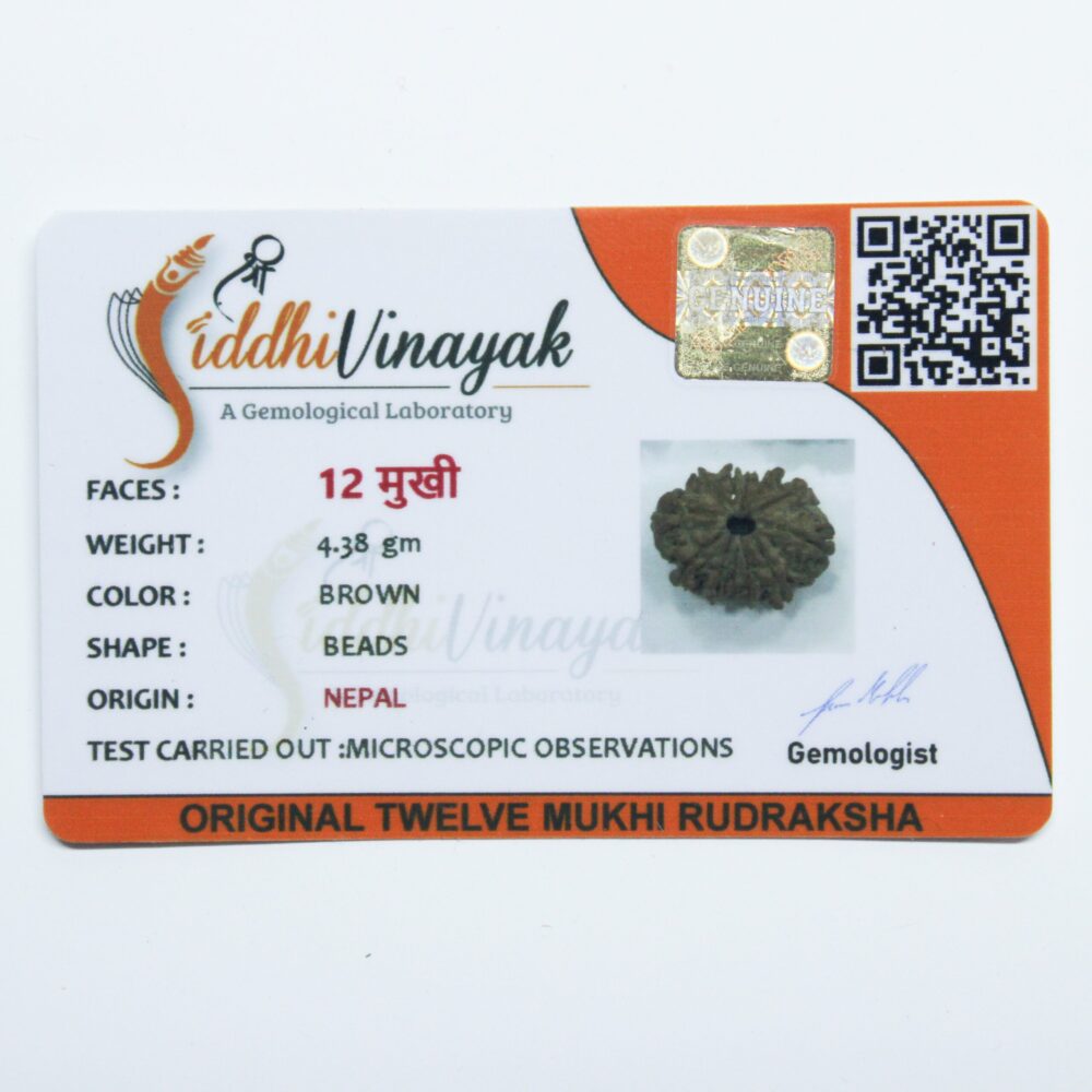 Certified 12 Mukhi Rudraksha