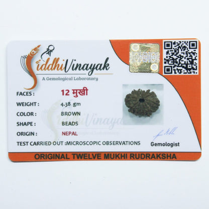 Certified 12 Mukhi Rudraksha