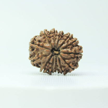 13 Mukhi Rudraksha Certified