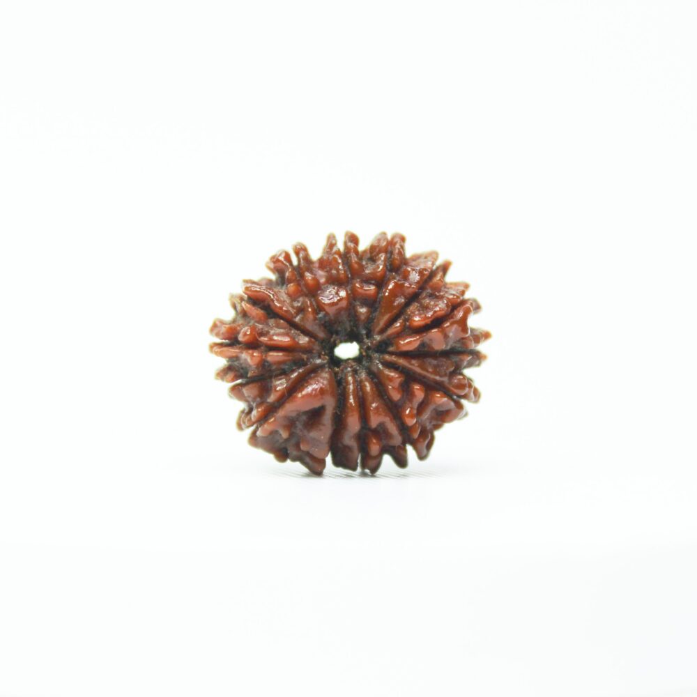 Certified 14 Mukhi Rudraksha