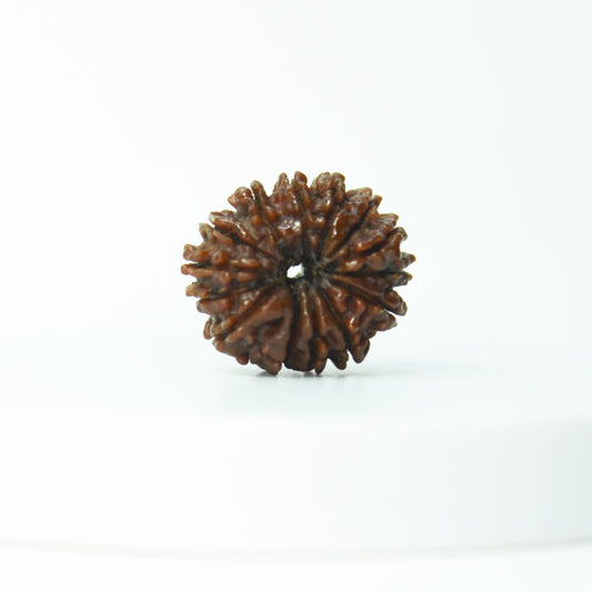 Certified 14 Mukhi Rudraksha