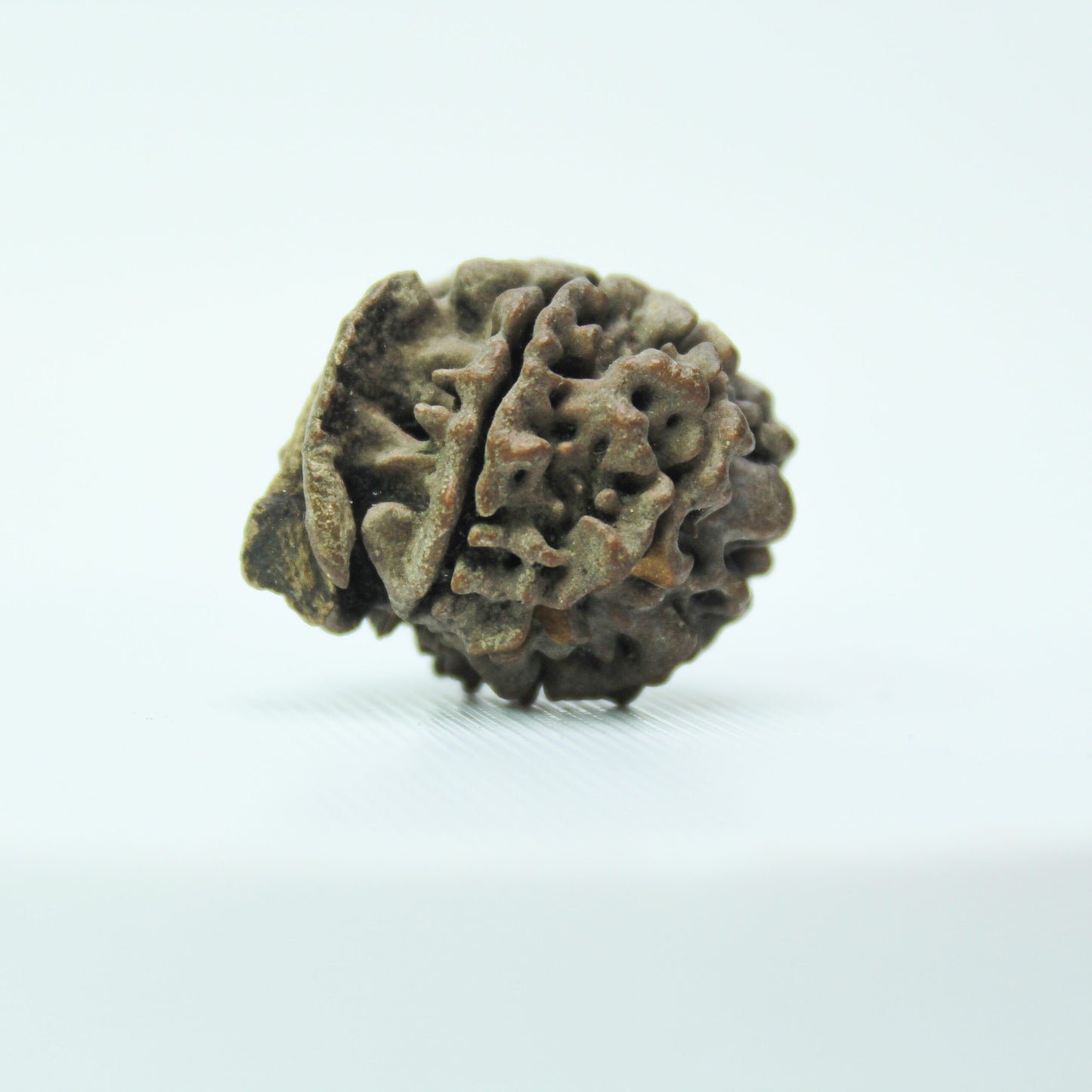 Certified Ganesh Rudraksha