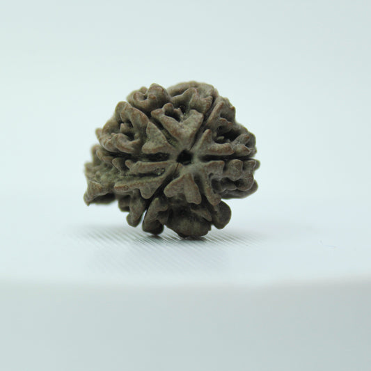 Certified Ganesh Rudraksha