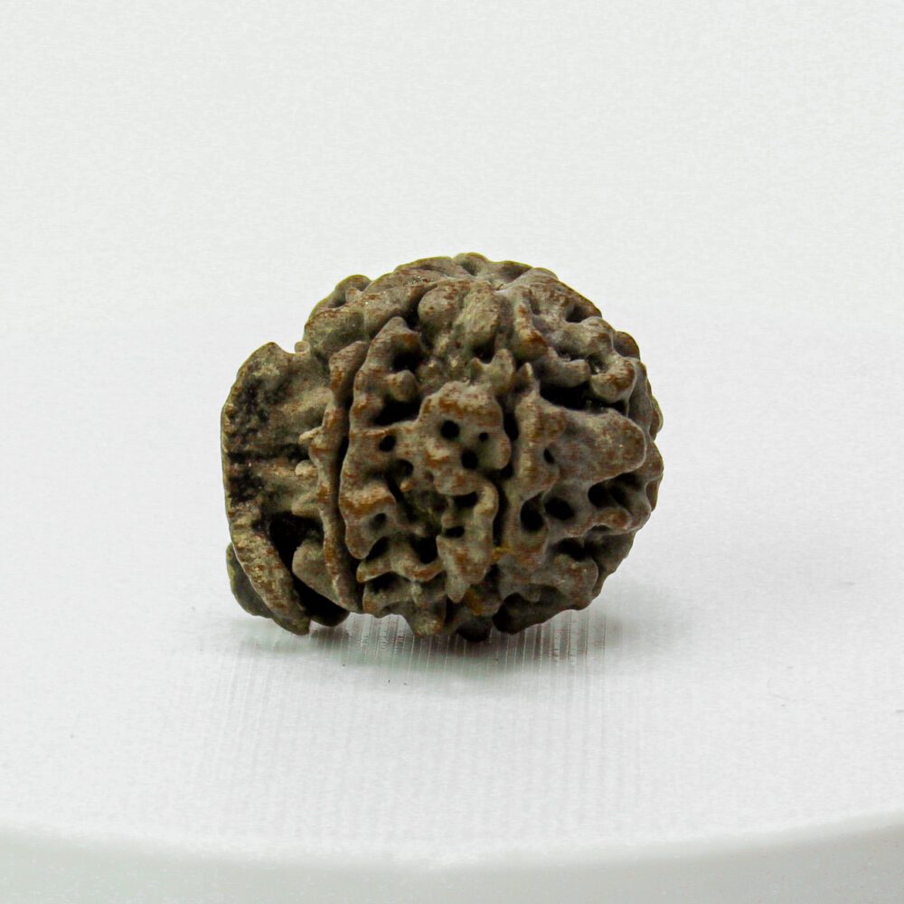 Certified Ganesh Rudraksha