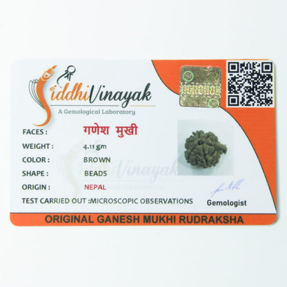 Certified Ganesh Rudraksha