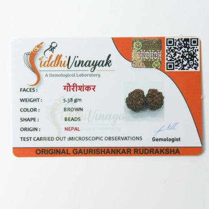 Certified Gauri Shankar Rudraksha