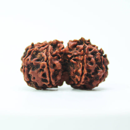 Certified Gauri Shankar Rudraksha