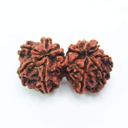 Certified Gauri Shankar Rudraksha