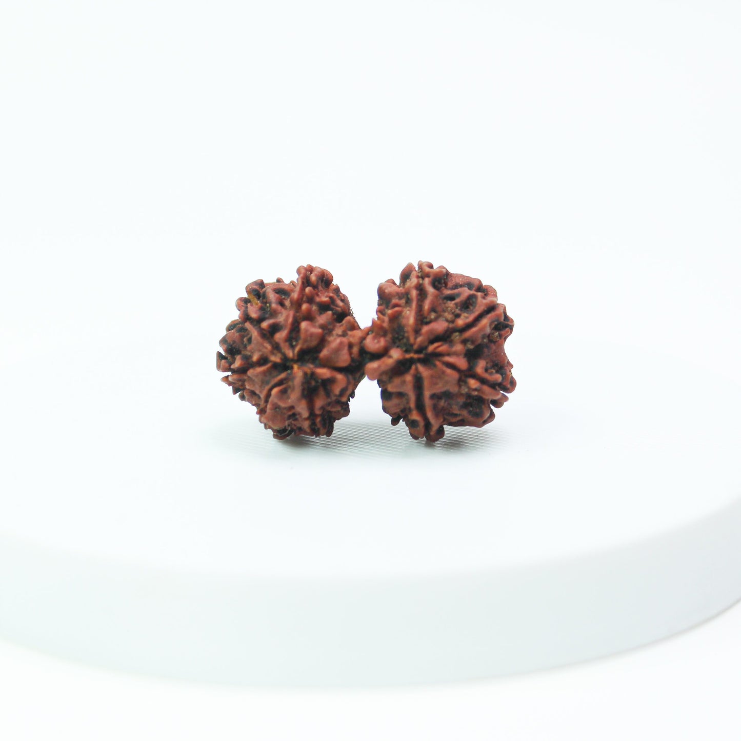 Certified Gauri Shankar Rudraksha