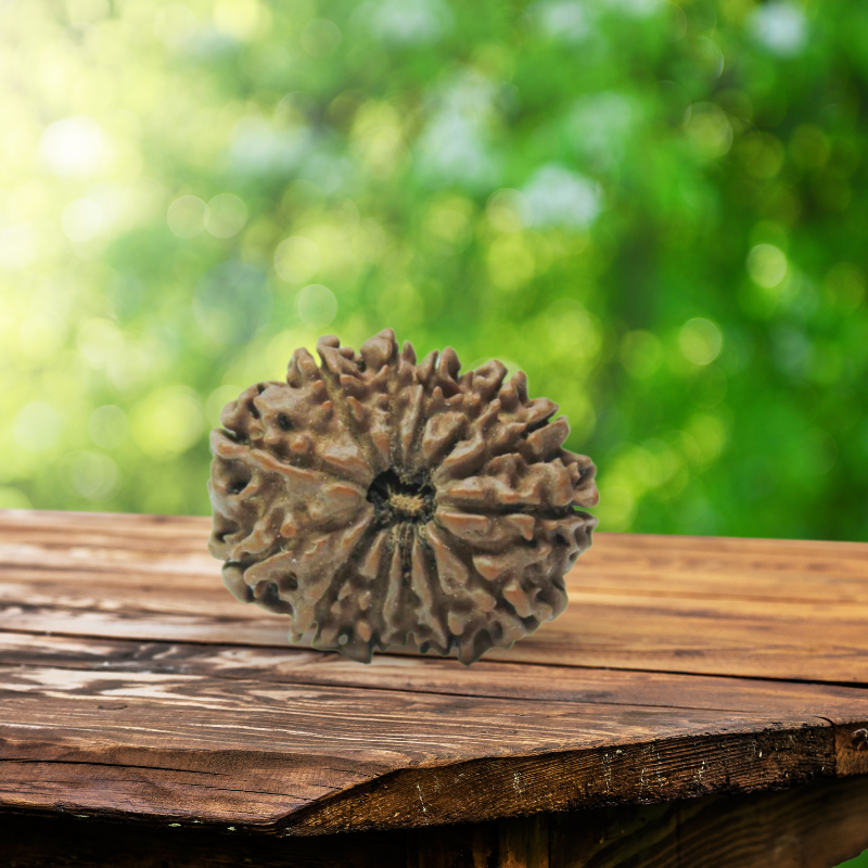 13 Mukhi Rudraksha Certified