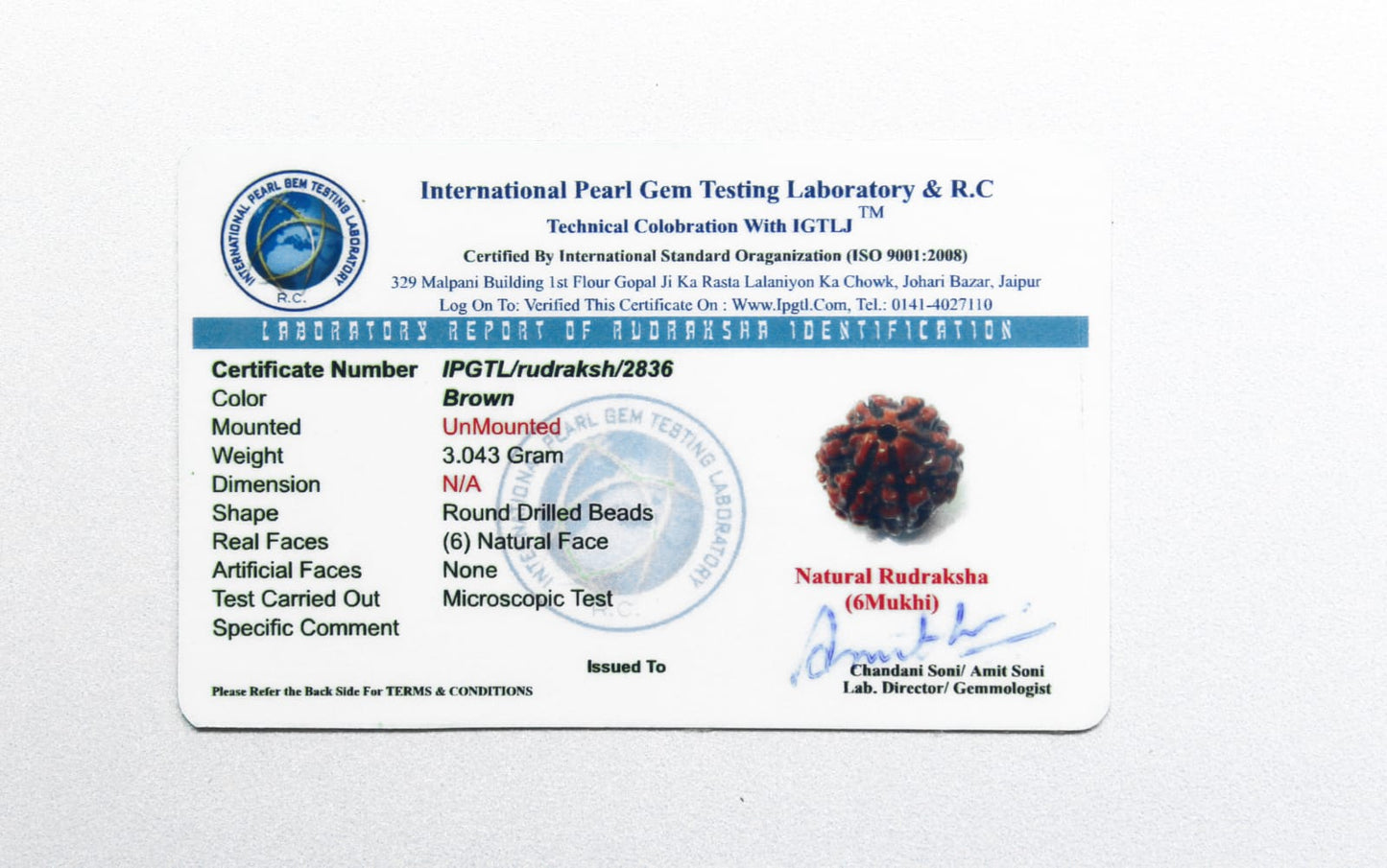 Certified 6 Mukhi Rudraksha