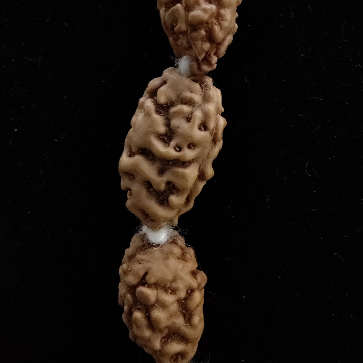 2 Mukhi Rudraksha Mala