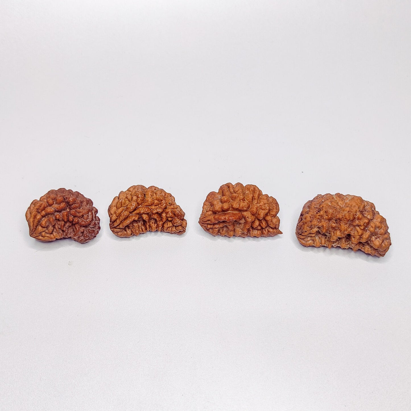 Shop Natural 1 Mukhi Rudraksha Online – Krishna Gems And Jewellers