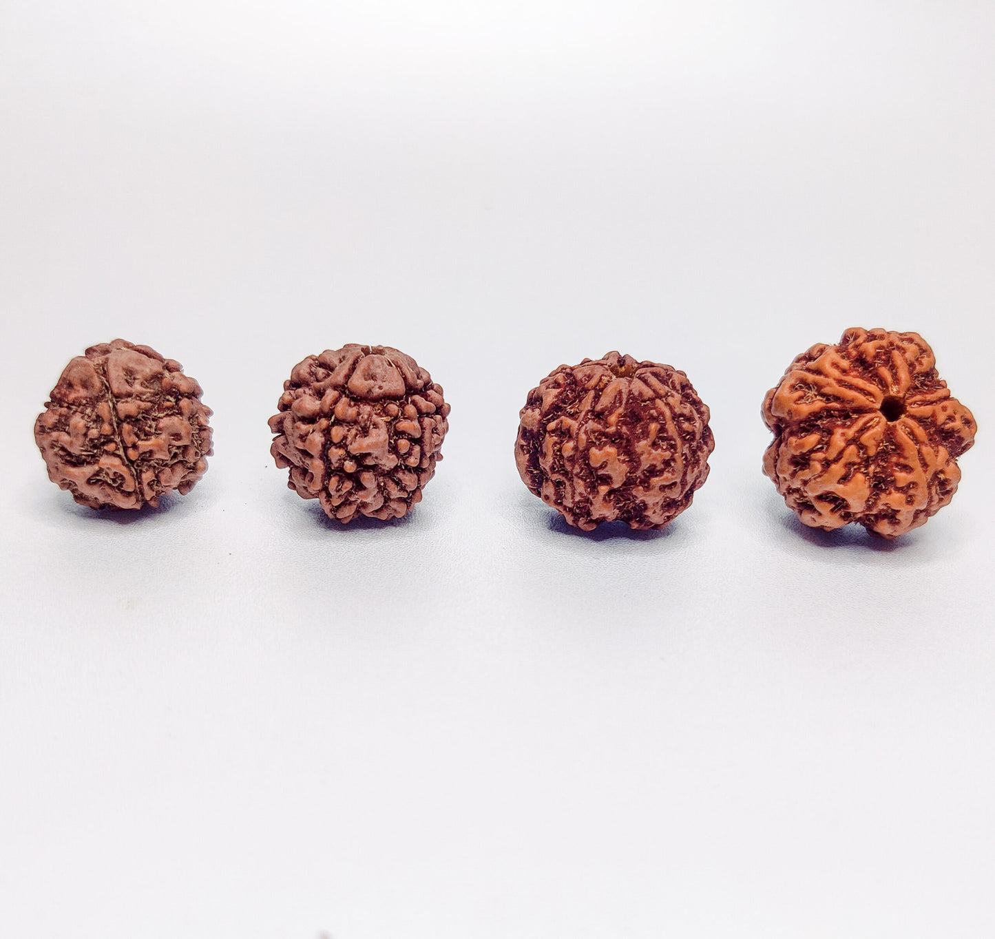 Certified 5 Mukhi Rudraksha