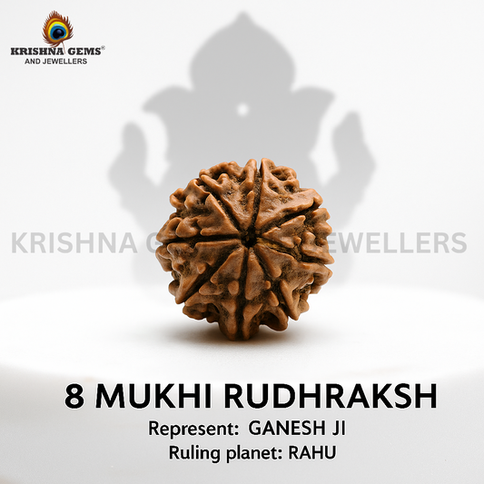 Certified 8 Mukhi Rudraksha