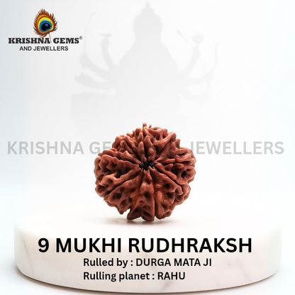 Certified 9 Mukhi Rudraksha